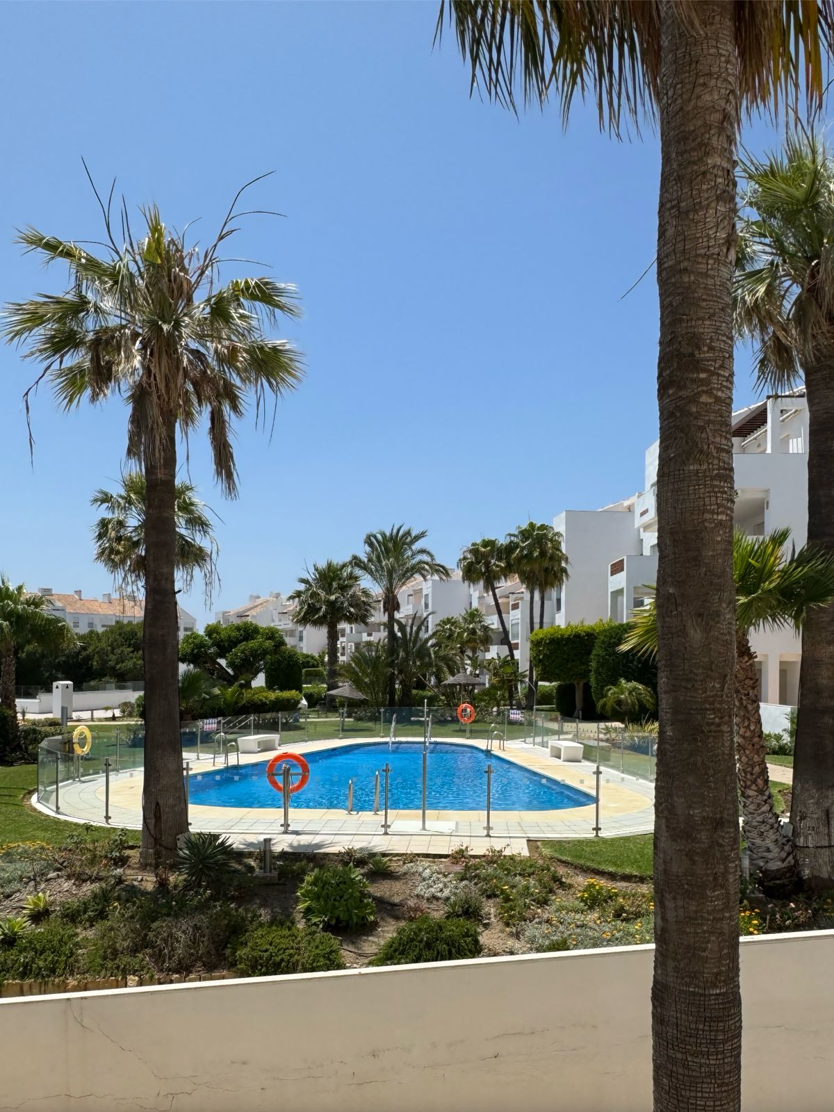 Community pool framed by palm trees